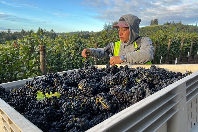 Custom Willamette Valley Wine Tours from The Allison Inn and Spa - Winderlea Vineyard and Winery: deck photos plus biodynamic farming