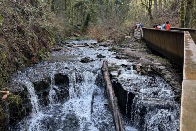 Forest Park Hiking Tour to Pittock Mansion - Wildwood Trail Time: Long-Route Energy Without the Full Commitment