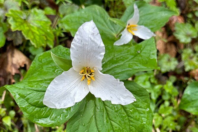 Forest Park Hiking Tour to Pittock Mansion - Timing, Pace, and What to Bring for a Comfortable Hike