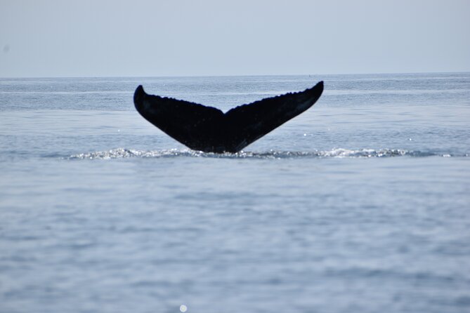 Maine Whale Watching Tour in Portland - Quick Takeaways for This Portland Whale Watch