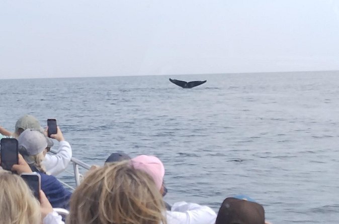 Maine Whale Watching Tour in Portland - Weather Reality: When the Ocean Changes the Plan
