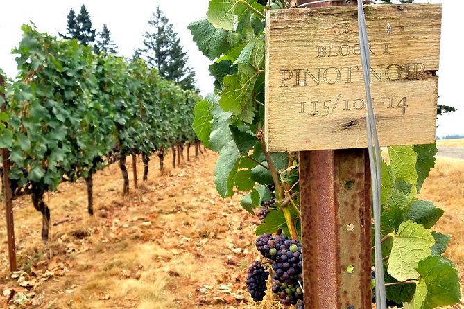 Oregon Wine Tour-Full Day Tour with Lunch Stop - 10am Pickup, Modern Vans, and the 8-Hour Rhythm