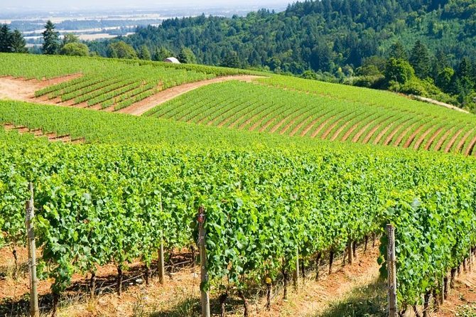Private Customized Willamette Valley Wine Maker Tour with lunch - Key things to know before you go