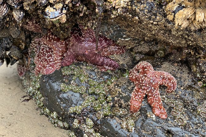 Private Oregon Coastal Tour to Cannon Beach and Haystack Rock - Price and value: what $330 per person buys for an 8.5-hour coast loop