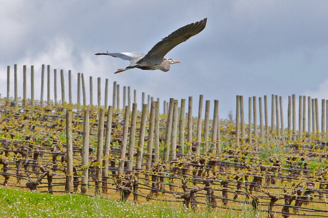 Small Group: Willamette Valley Wine Tour From Portland (Tasting Fees Included) - Small group size: up to 12 means you can actually talk