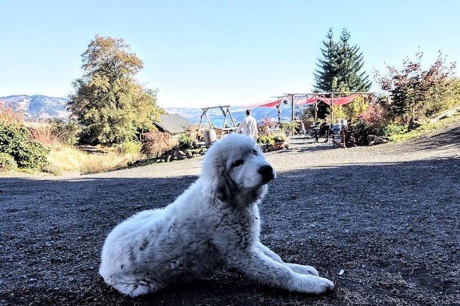 Waterfalls & Wine Tour-Multnomah Falls,Vineyards,Hood River Combo - Multnomah Falls: Oregon’s Most Famous Waterfall, With Real Viewing Options