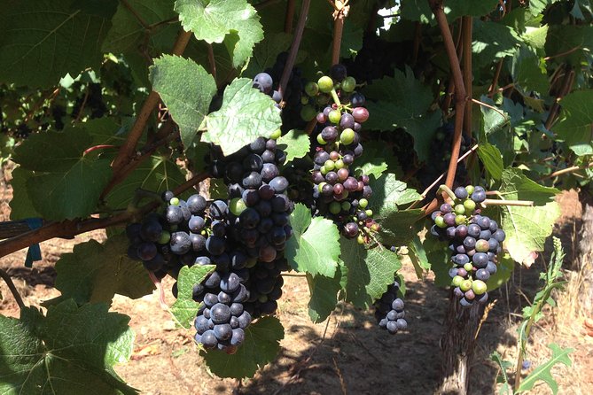 Willamette Valley Wine Tasting Tour from Portland - The scenic ride: Newberg, rolling vineyards, and possible Cascade views
