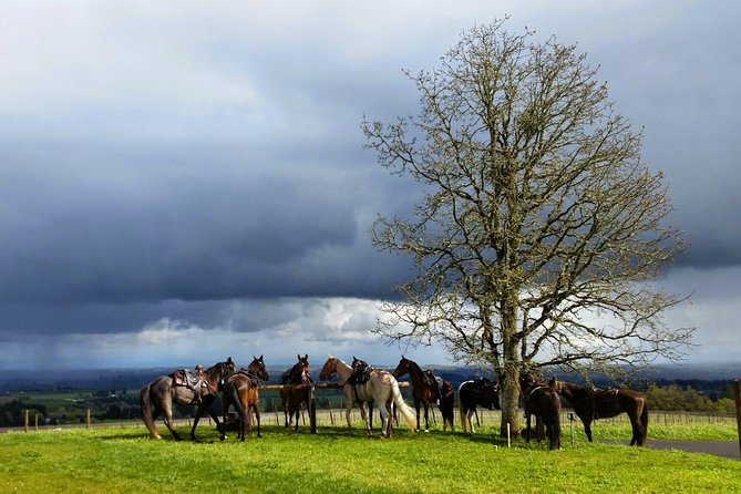 Willamette Valley Wine Tour from Portland - Who This Tour Suits Best (and Who Should Rethink It)
